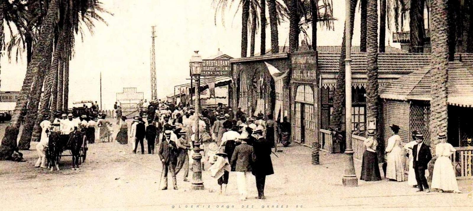 2785- Alger - Jardin d'essai - Oasis des Palmiers2.jpg